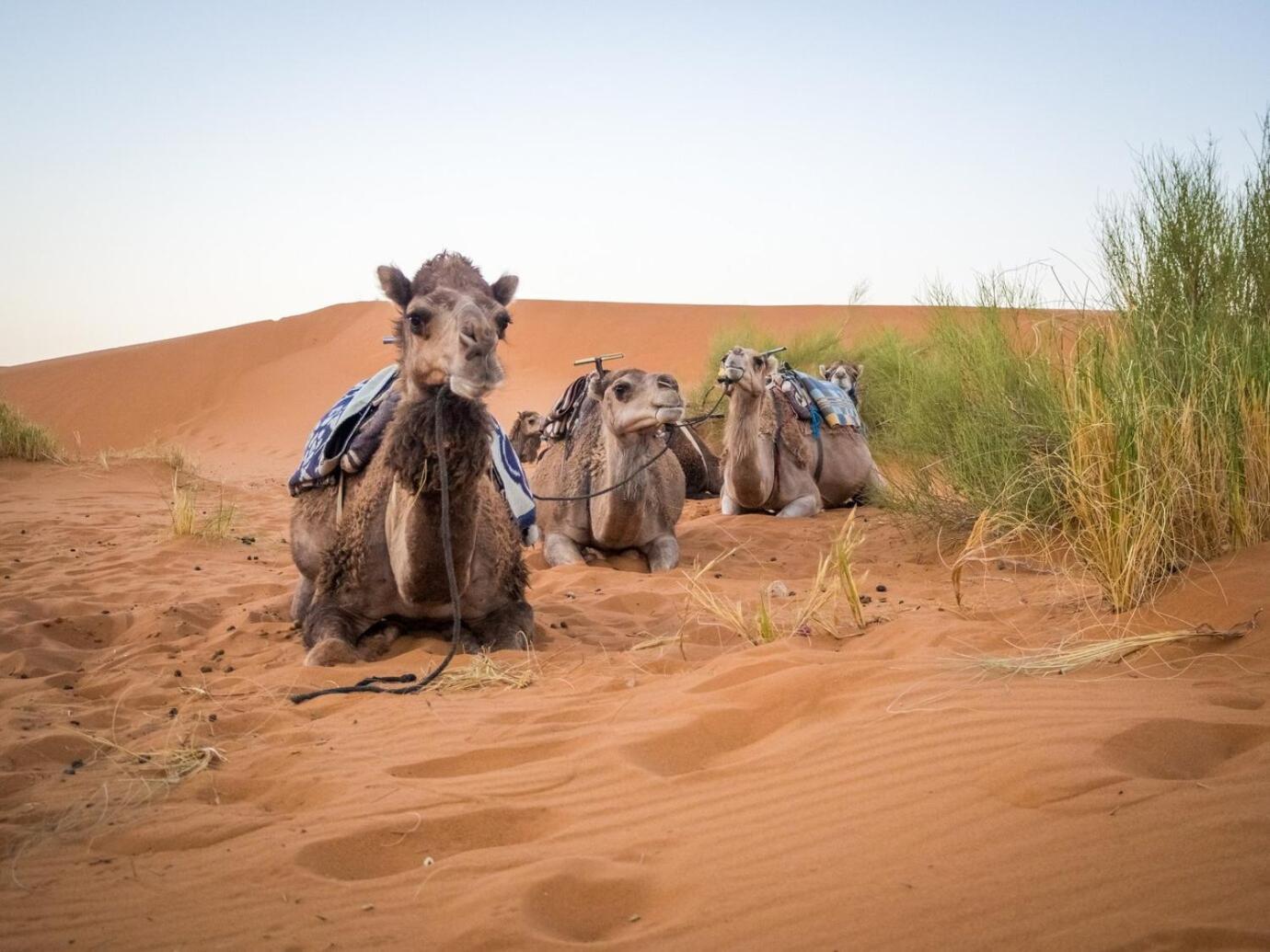 Aladdin Merzouga Camp Buitenkant foto